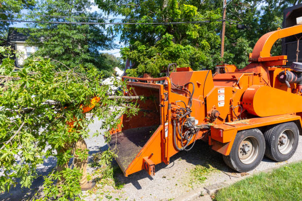 Trusted Madras, OR Tree Service Experts